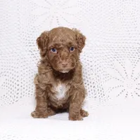 Red , a female Poodle - Miniature  for sale in Miami, FL – 2 of 4