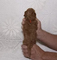 Orange , a male Miniature Goldendoodle for sale in Hialeah, FL – 2 of 2