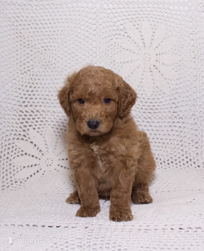 Green  – Miniature Goldendoodle puppy for sale in Hialeah, FL