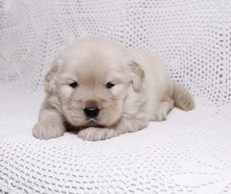 Mia – Golden Retriever puppy for sale in Miami, FL