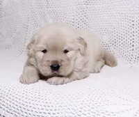 Mia, a female Golden Retriever for sale in Miami, FL – Photo 1 of 2