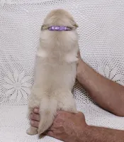 Mia, a female Golden Retriever for sale in Miami, FL – Photo 2 of 2