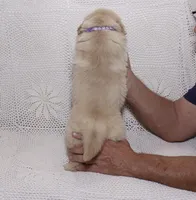 Mia, a female Golden Retriever for sale in Miami, FL – Photo 2 of 4