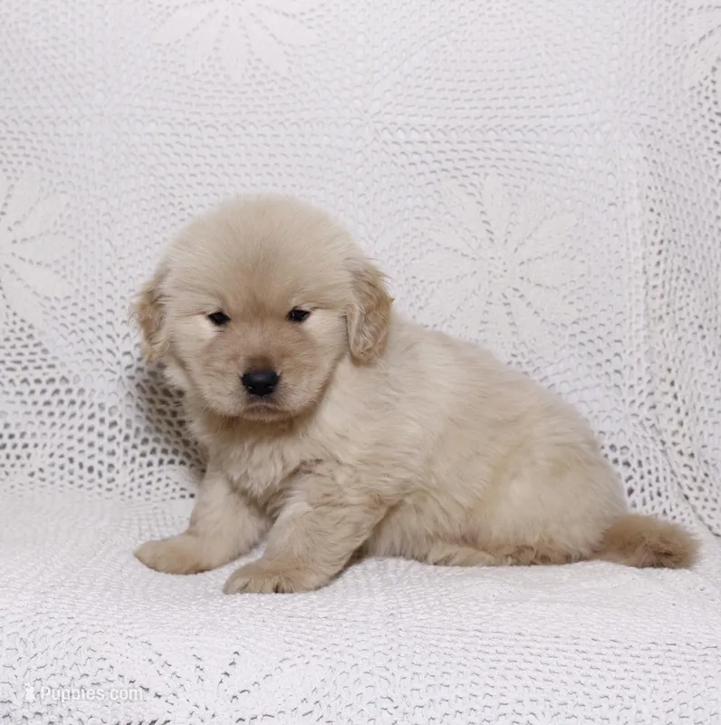 Mia – Golden Retriever puppy for sale in Miami, FL