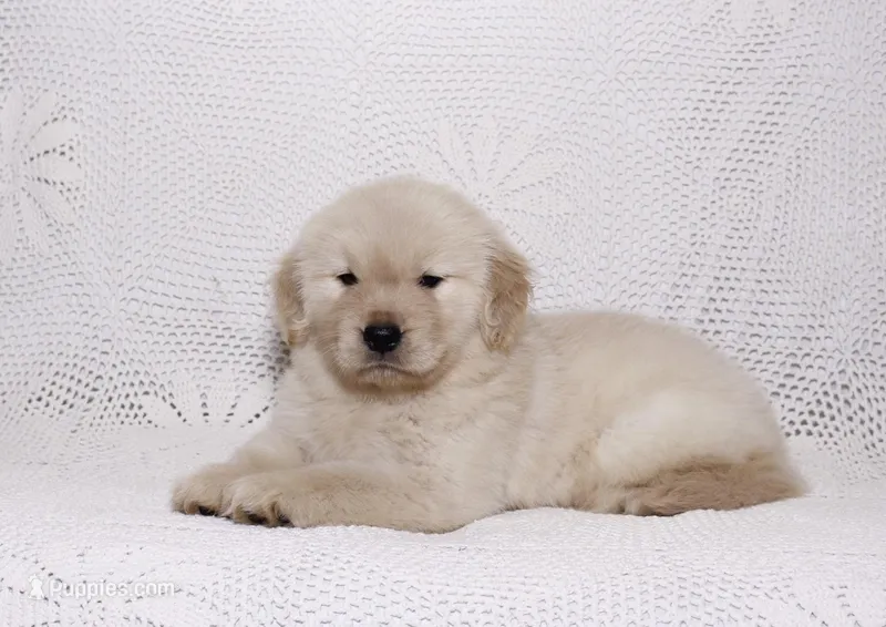 Mia – Golden Retriever puppy for sale in Miami, FL