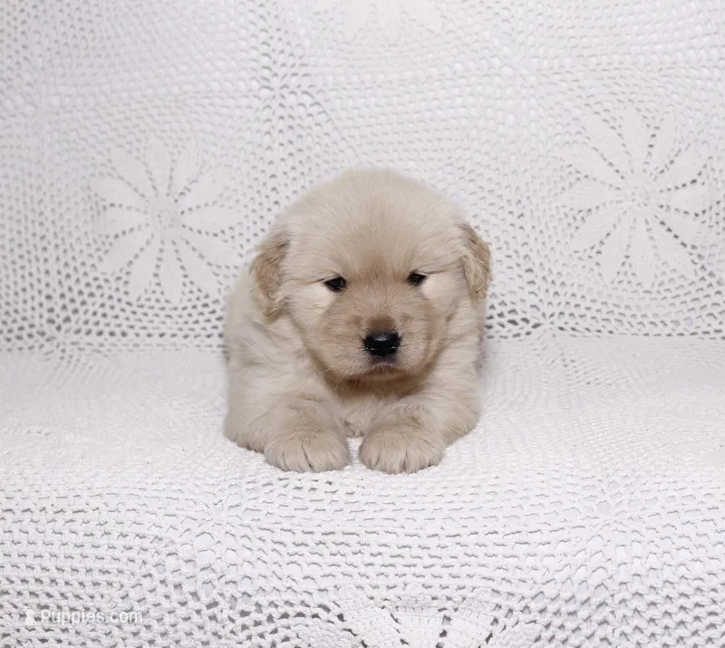 Mia – Golden Retriever puppy for sale in Miami, FL