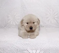 Mia, a female Golden Retriever for sale in Miami, FL – Photo 1 of 4