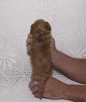 Purple, a male Miniature Goldendoodle for sale in Hialeah, FL – 2 of 2
