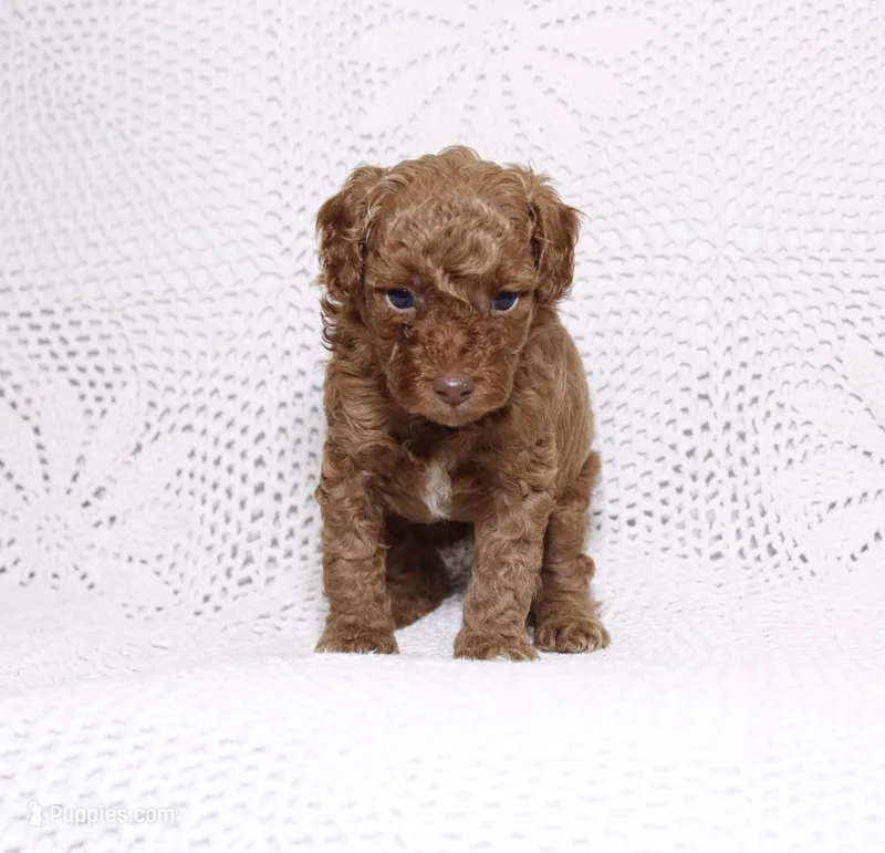 Green – Poodle - Miniature  puppy on hold in Miami, FL