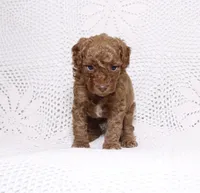 Green, a male Poodle - Miniature  for sale in Miami, FL – 1 of 4