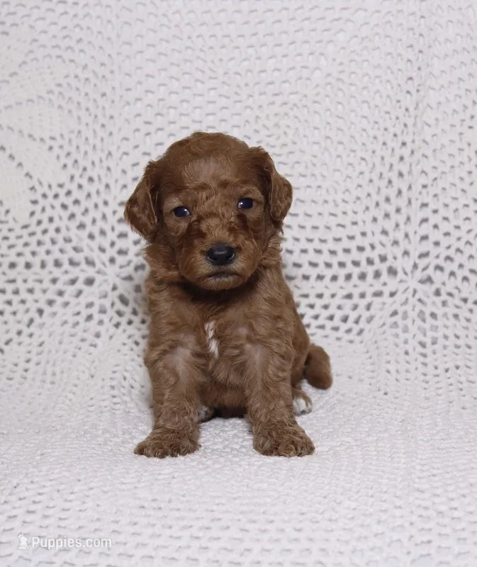 Brown – Miniature Goldendoodle puppy for sale in Hialeah, FL