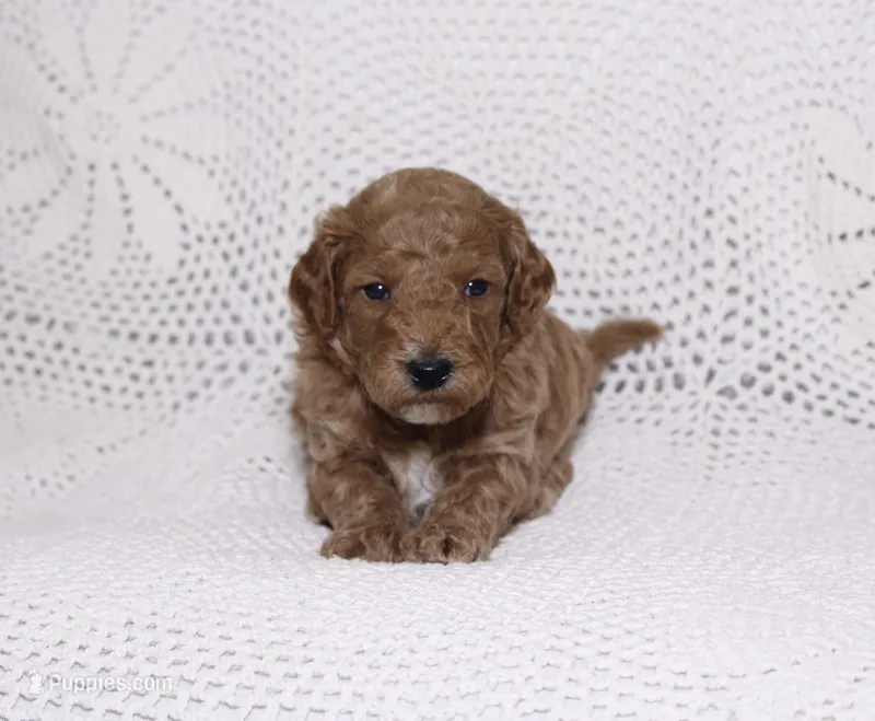 Purple – Miniature Goldendoodle puppy for sale in Hialeah, FL