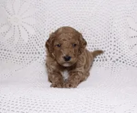 Purple, a male Miniature Goldendoodle for sale in Hialeah, FL – 1 of 2