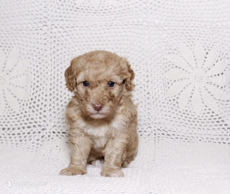 Purple  – Poodle - Miniature  puppy for sale in Miami, FL