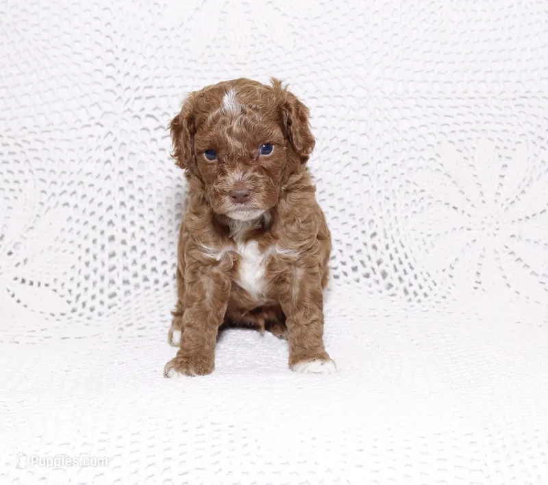 Blue – Poodle - Miniature  puppy for sale in Miami, FL