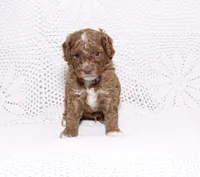Blue, a male Poodle - Miniature  for sale in Miami, FL – 1 of 4
