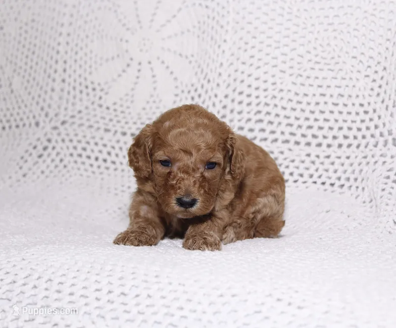 Red – Miniature Goldendoodle puppy for sale in Hialeah, FL