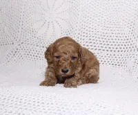 Red, a female Miniature Goldendoodle for sale in Hialeah, FL – 1 of 2