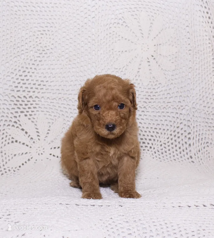 Yellow – Miniature Goldendoodle puppy on hold in Hialeah, FL