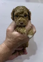 Black, a male Poodle - Miniature  for sale in Miami, FL – 5 of 6
