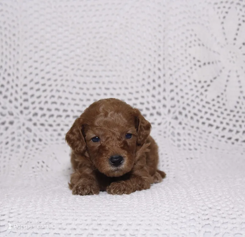 Blue – Miniature Goldendoodle puppy for sale in Hialeah, FL