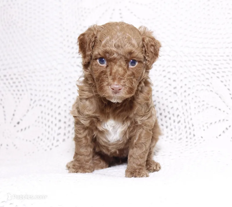 Red  – Poodle - Miniature  puppy for sale in Miami, FL