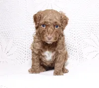 Red , a female Poodle - Miniature  for sale in Miami, FL – 1 of 4