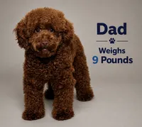 Red , a female Poodle - Miniature  for sale in Miami, FL – 4 of 4