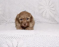 Blue, a female Poodle - Miniature  for sale in Miami, FL – 1 of 3