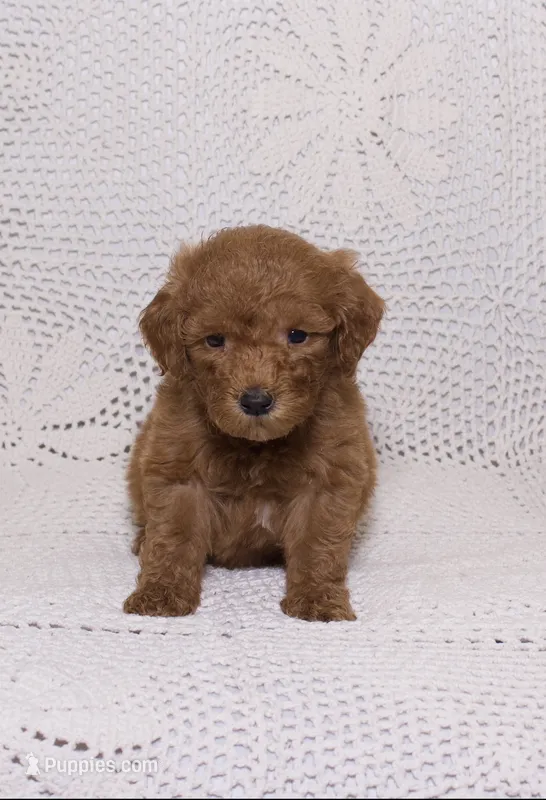 Light Green  – Miniature Goldendoodle puppy for sale in Hialeah, FL