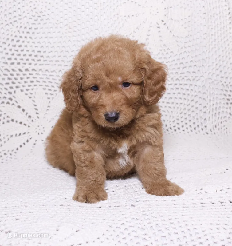 Black – Miniature Goldendoodle puppy for sale in Hialeah, FL