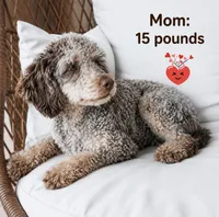 Purple , a female Poodle - Miniature  for sale in Miami, FL – 3 of 3