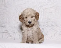 processed/2be10265-9b06-4dfe-b177-752f6c7ed9e7/listing/f0678ab5-21c3-4df3-81ef-c5b55c85d63f/58922e80-5fb8-45d1-898e-efed7fe22ed8