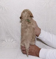 processed/2be10265-9b06-4dfe-b177-752f6c7ed9e7/listing/f0678ab5-21c3-4df3-81ef-c5b55c85d63f/9ea52e9d-d71a-4eff-b26a-b7b0ff2bd852