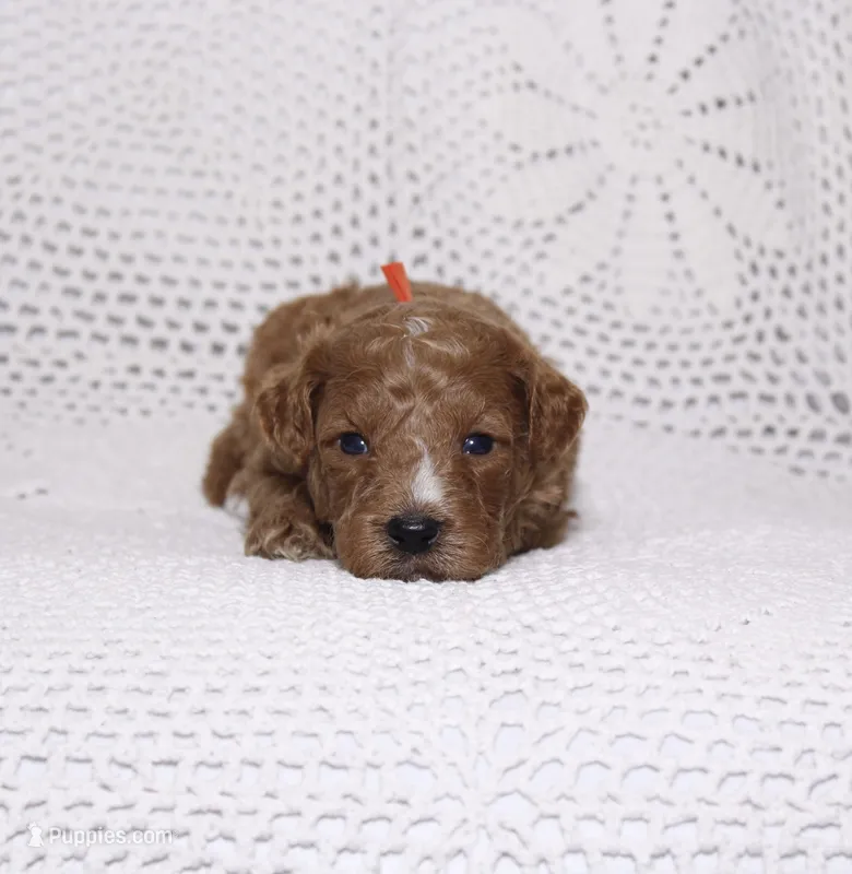 Orange  – Miniature Goldendoodle puppy for sale in Hialeah, FL