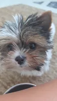 Rose, a female Yorkshire Terrier for sale in Justin, TX – 3 of 6
