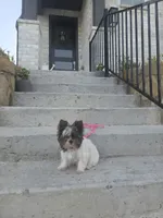 Rose, a female Yorkshire Terrier for sale in Justin, TX – 2 of 6