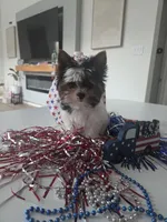 Rose, a female Yorkshire Terrier for sale in Justin, TX – 1 of 6