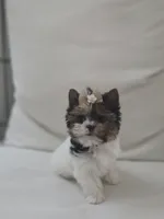 Rose, a female Yorkshire Terrier for sale in Justin, TX – 5 of 6