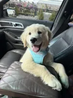 Boomer, a male Golden Retriever and English Cream Golden Retriever for sale in Murfreesboro, TN – 4 of 6