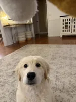 Boomer, a male Golden Retriever and English Cream Golden Retriever for sale in Murfreesboro, TN – 5 of 6