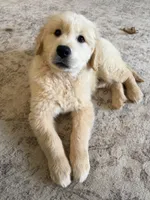 Boomer, a male Golden Retriever and English Cream Golden Retriever for sale in Murfreesboro, TN – 6 of 6