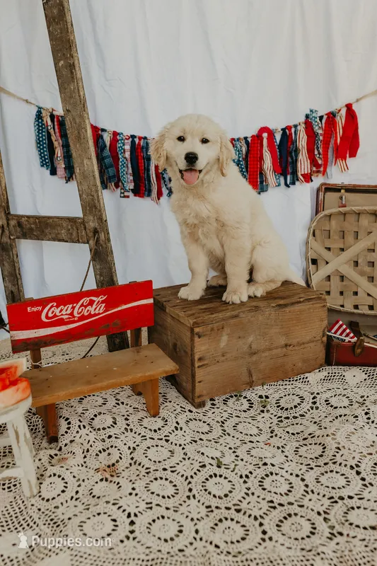 Boomer – Golden Retriever, English Cream Golden Retriever puppy for sale in Murfreesboro, TN