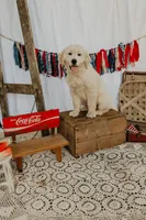 Boomer, a male Golden Retriever and English Cream Golden Retriever for sale in Murfreesboro, TN – 1 of 6