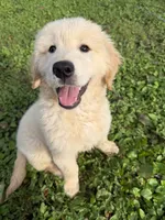 Boomer, a male Golden Retriever and English Cream Golden Retriever for sale in Murfreesboro, TN – 2 of 6