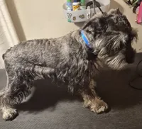 Peanut, a male Miniature Schnauzer for sale in Lewis Center, OH – 4 of 9