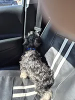 Peanut, a male Miniature Schnauzer for sale in Lewis Center, OH – Photo 4 of 4