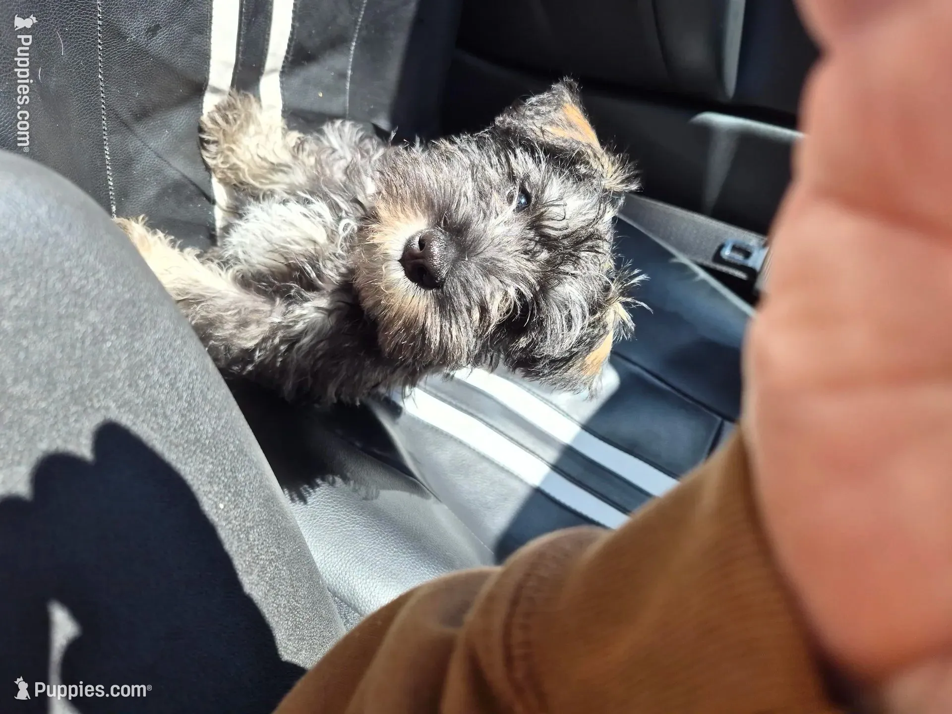 Peanut, a male Miniature Schnauzer for sale in Lewis Center, OH – 9 of 9