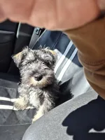 Peanut, a male Miniature Schnauzer for sale in Lewis Center, OH – Photo 3 of 4