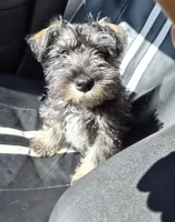 Peanut, a male Miniature Schnauzer for sale in Lewis Center, OH – Photo 2 of 4
